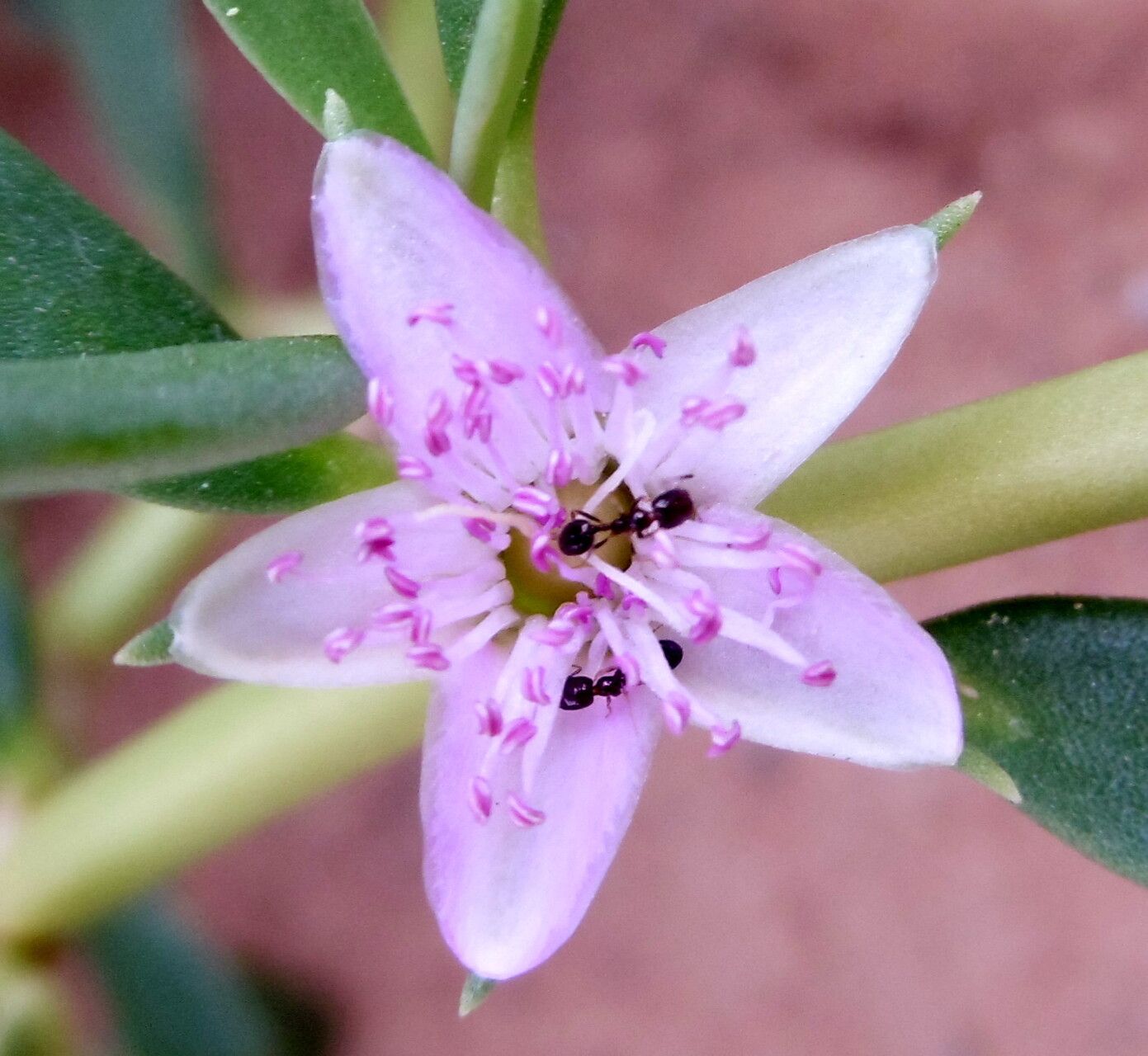 Sesuvium revolutifolium flower