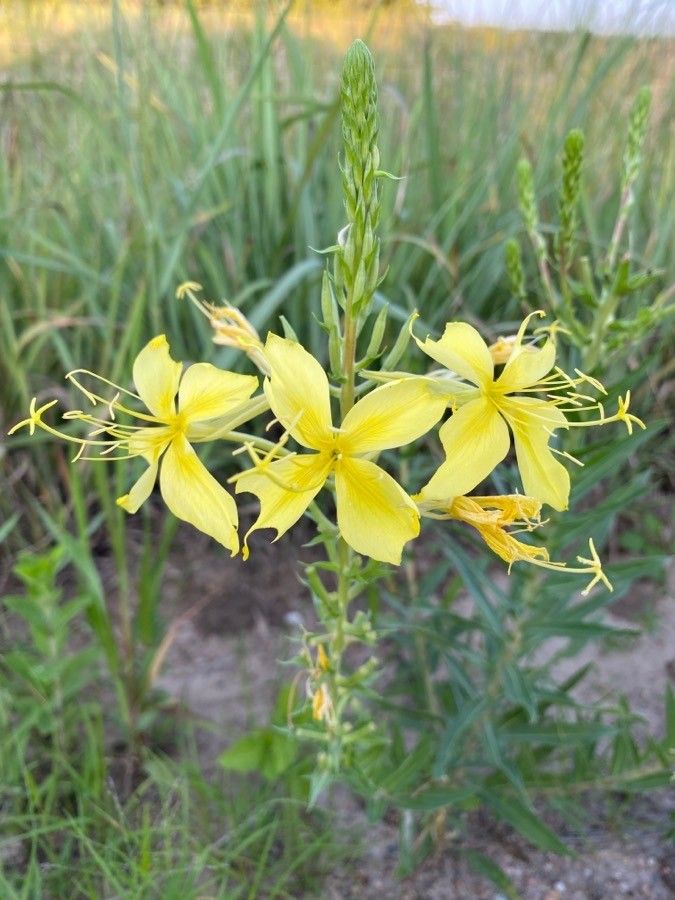 Oenothera rhombipetala flower