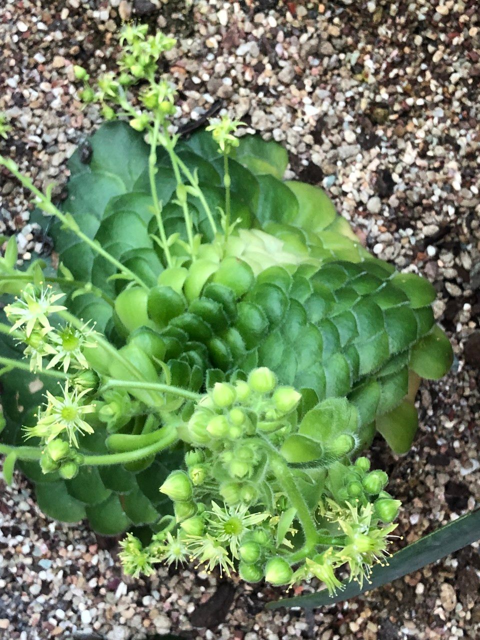 Aeonium tabuliforme fruit