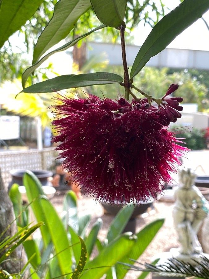 Syzygium wilsonii flower