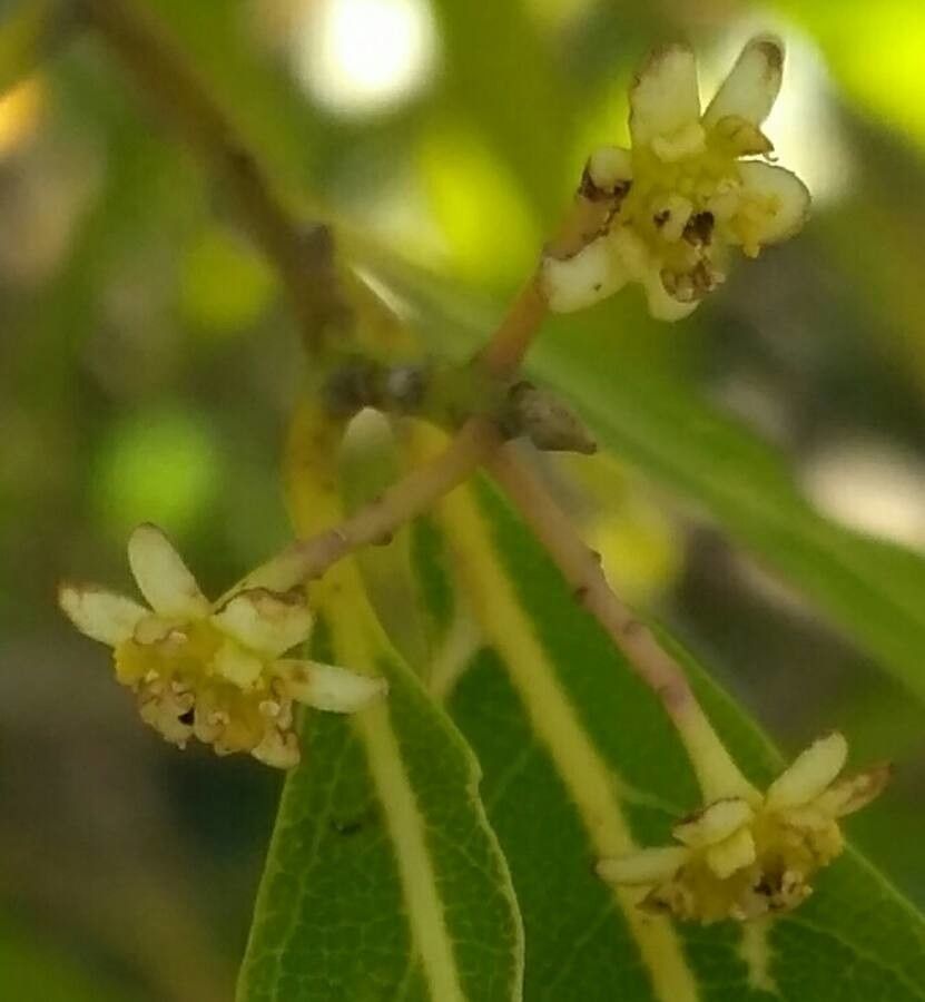 Nectandra angustifolia flower