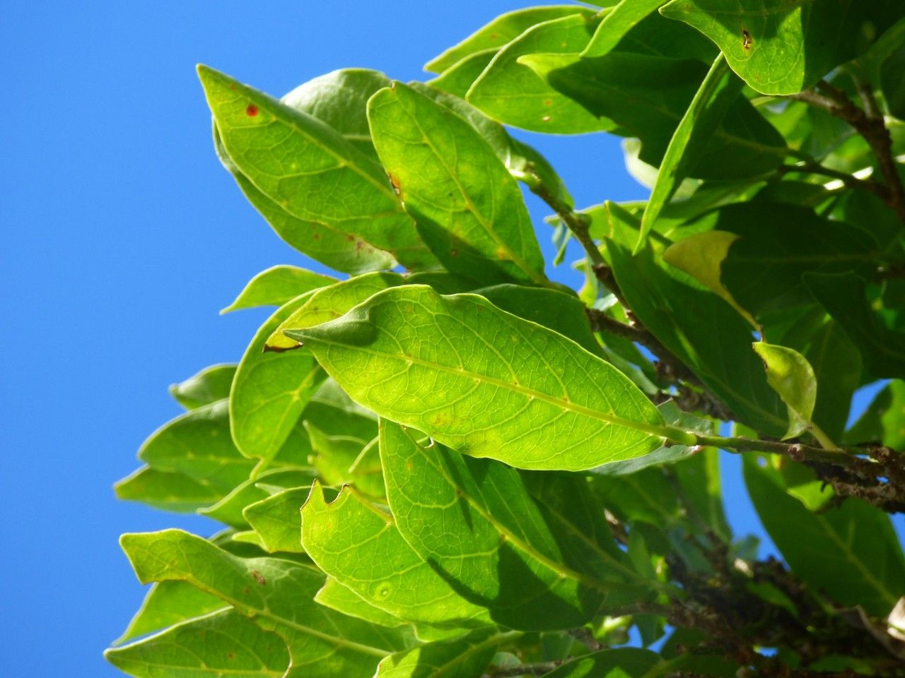 Antidesma madagascariense — houseplant care guide