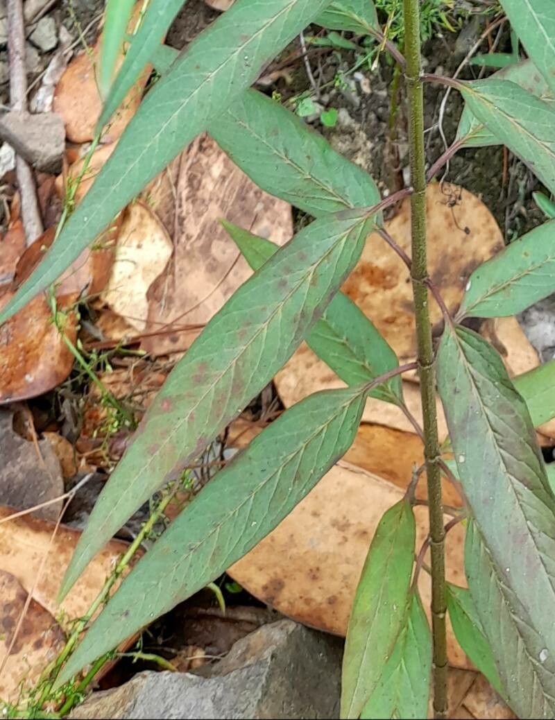 Asclepias nivea — search result for 'Asclepias'