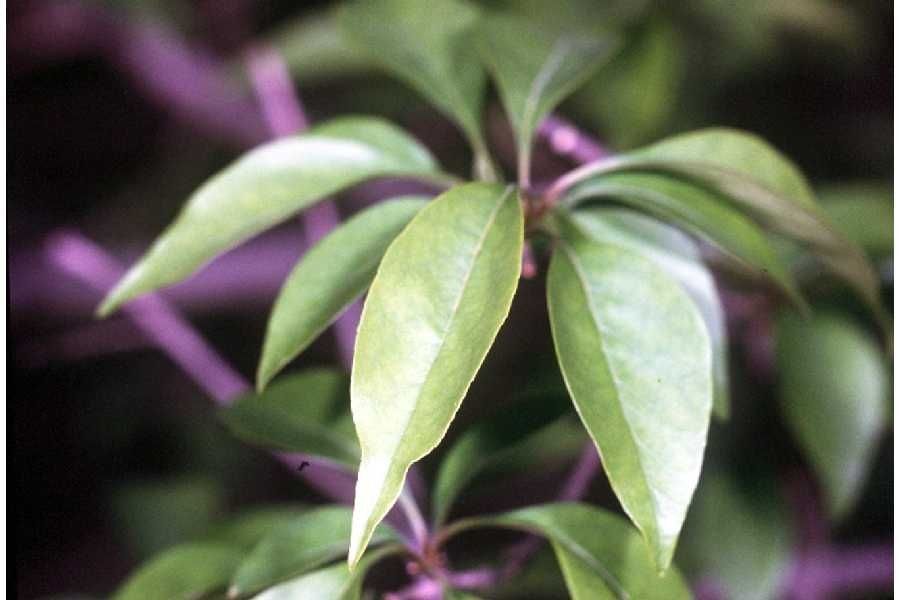 Forestiera acuminata