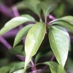 Forestiera acuminata