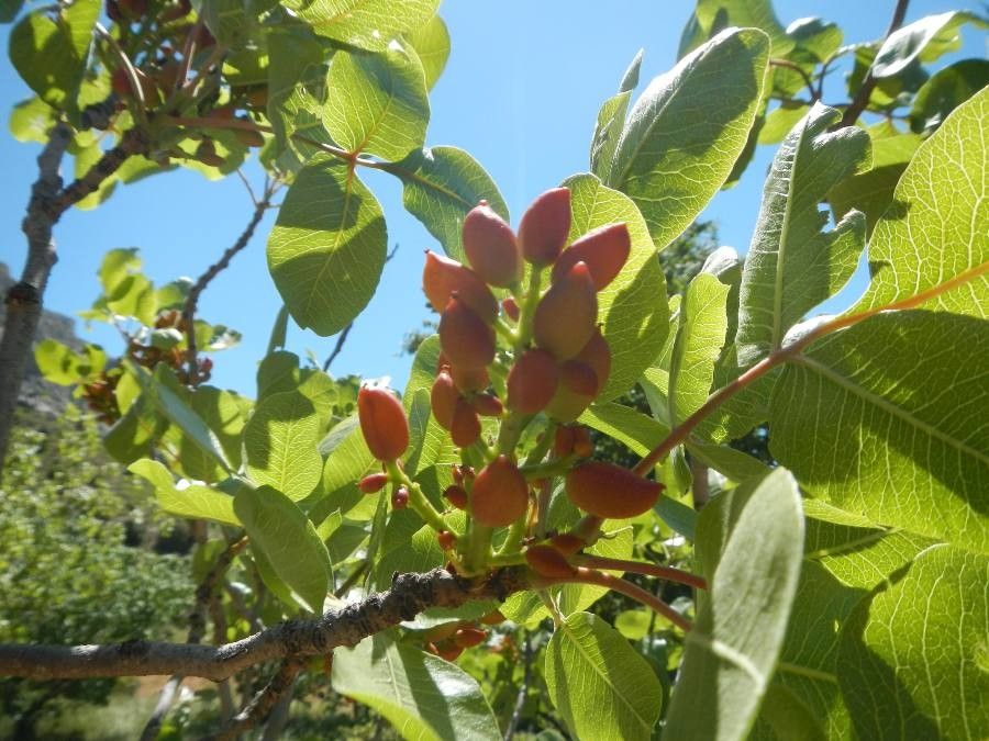 Pistacia vera fruit
