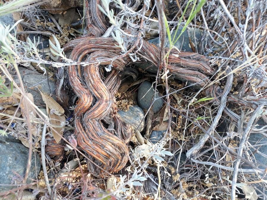 Juniperus occidentalis bark