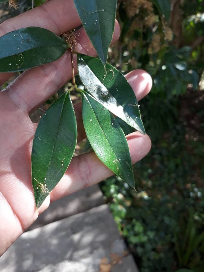 Myrcianthes pungens leaf