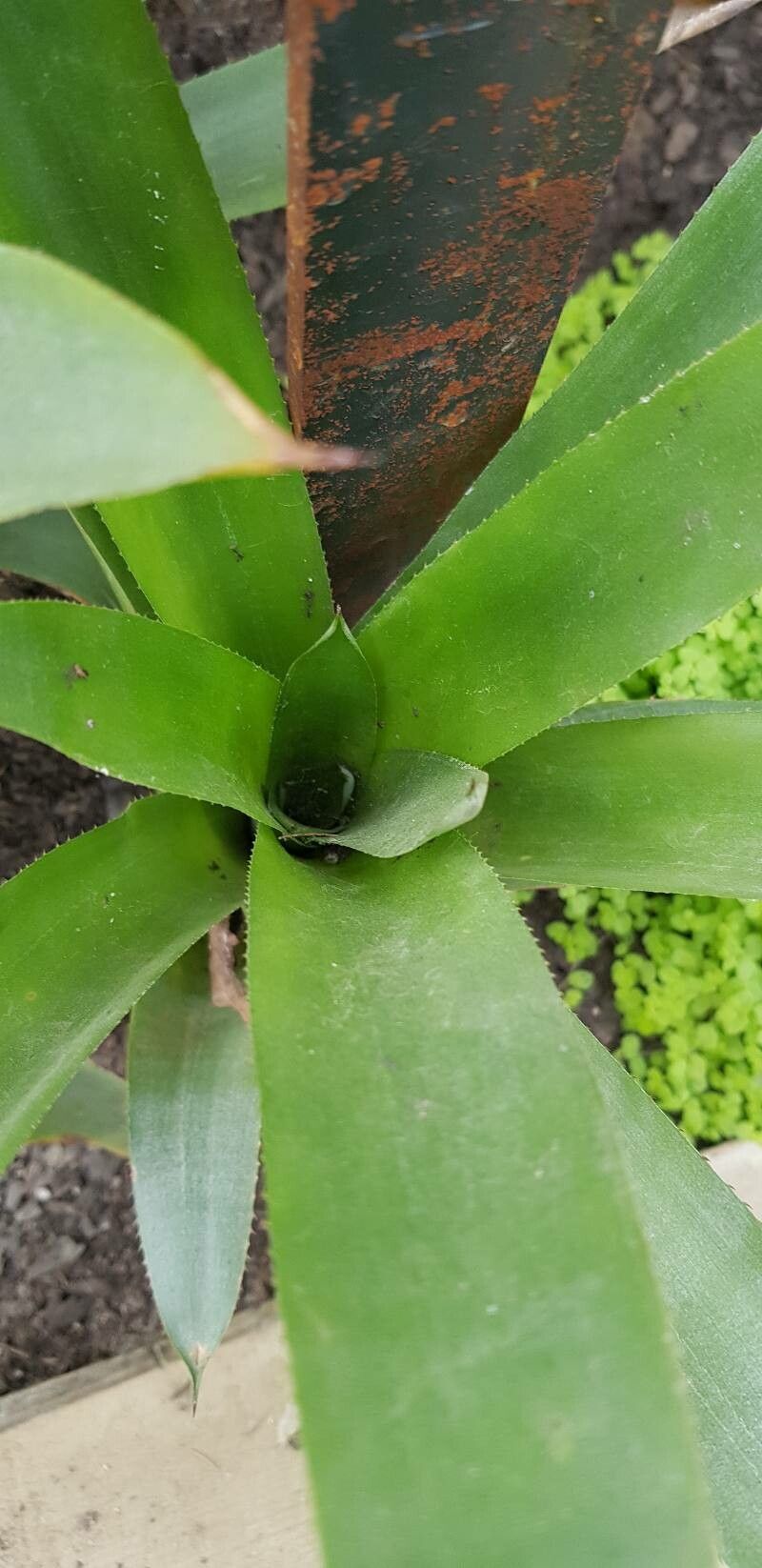 Quesnelia testudo leaf