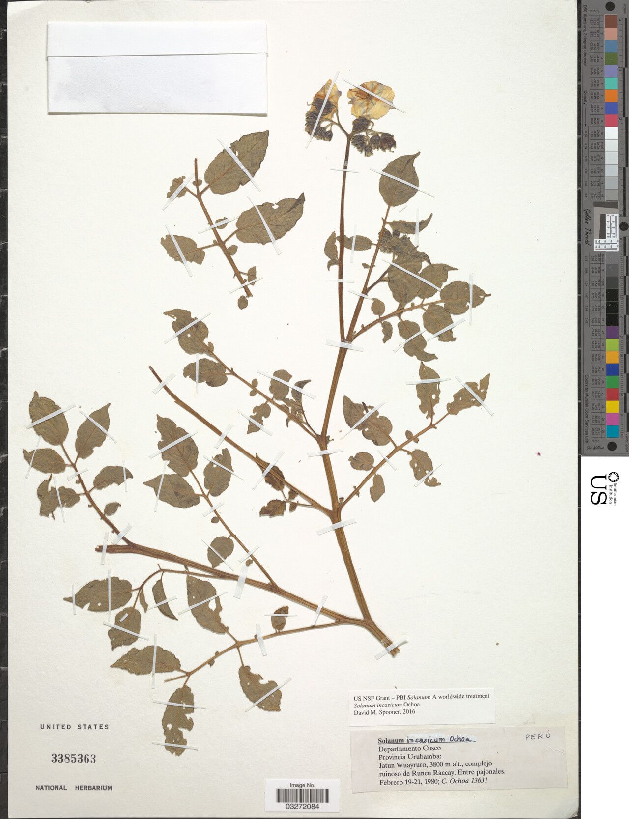 Solanum incasicum — houseplant care guide