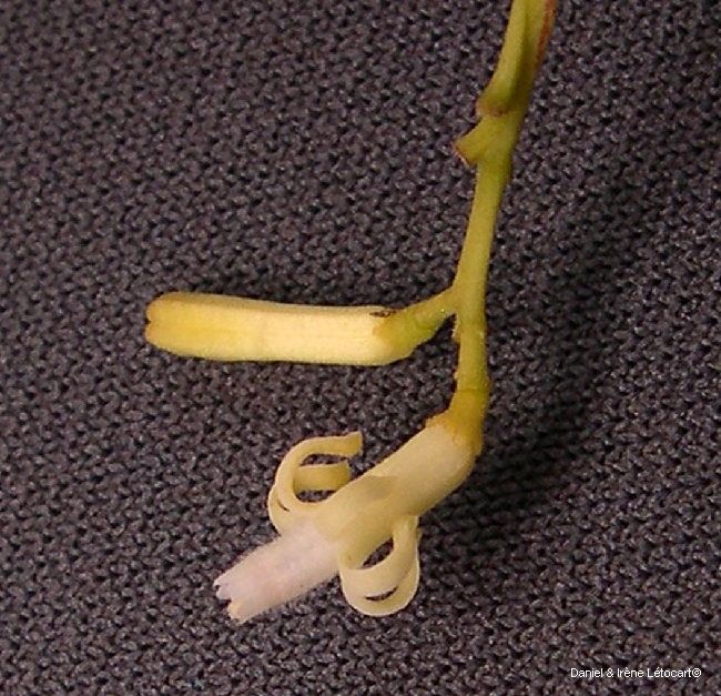 Dysoxylum canalense — related species from the same genus