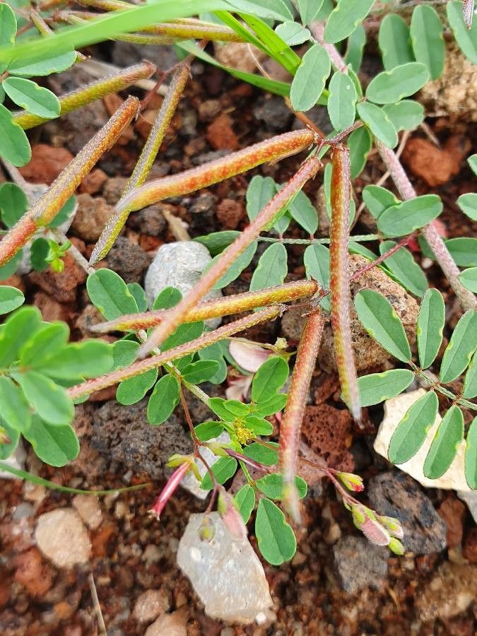 Indigofera brevicalyx fruit