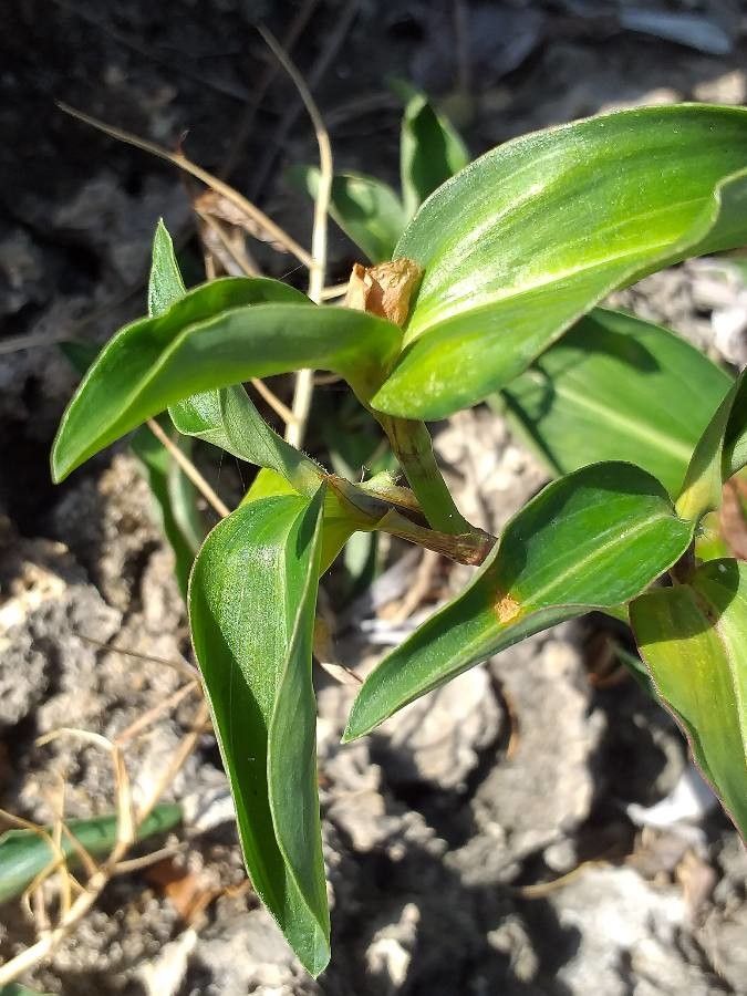 Commelina africana leaf