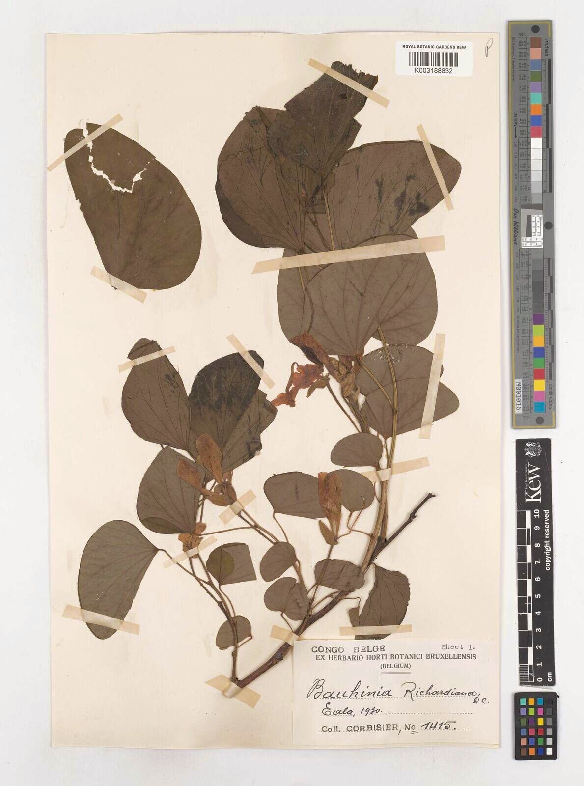 Bauhinia richardiana — houseplant care guide