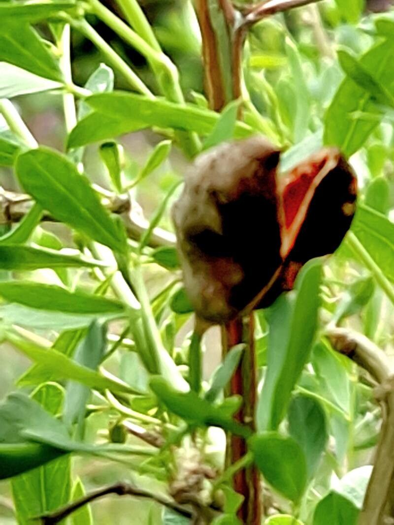 Caragana halodendron fruit