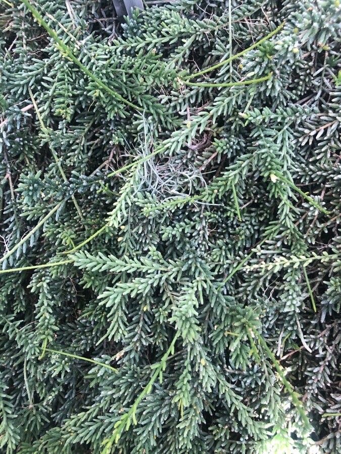 Rhipsalis mesembryanthemoides — search result for 'Rhipsalis'