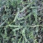 Rhipsalis mesembryanthemoides