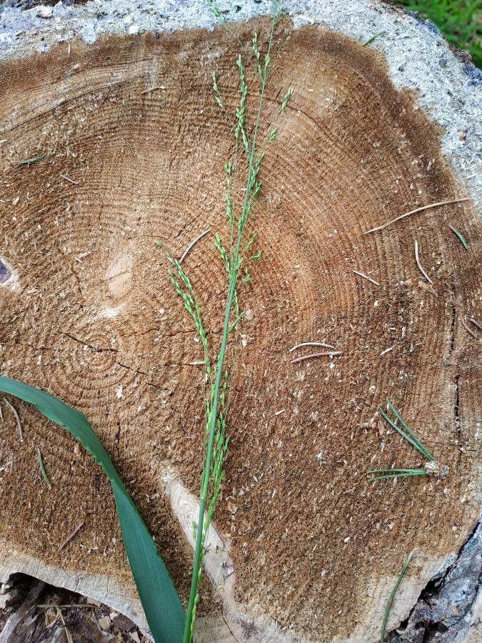 Eragrostis racemosa fruit