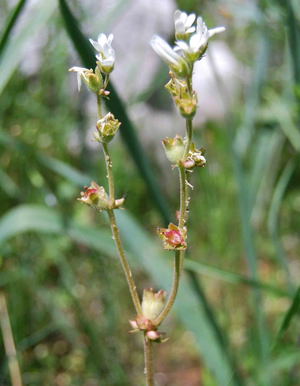 Saxifraga bulbifera fruit