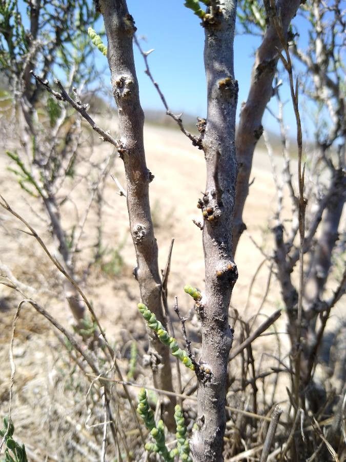 Allenrolfea occidentalis bark