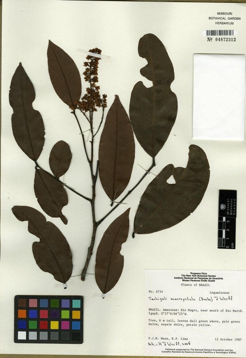 Tachigali micropetala other