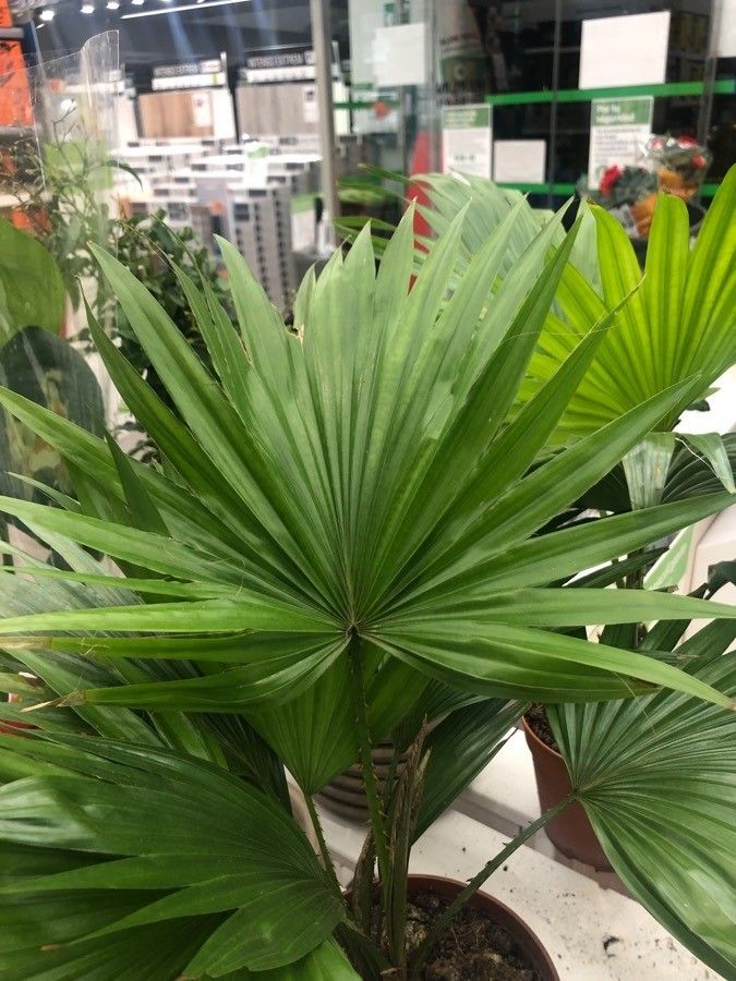 Saribus rotundifolius — houseplant care guide