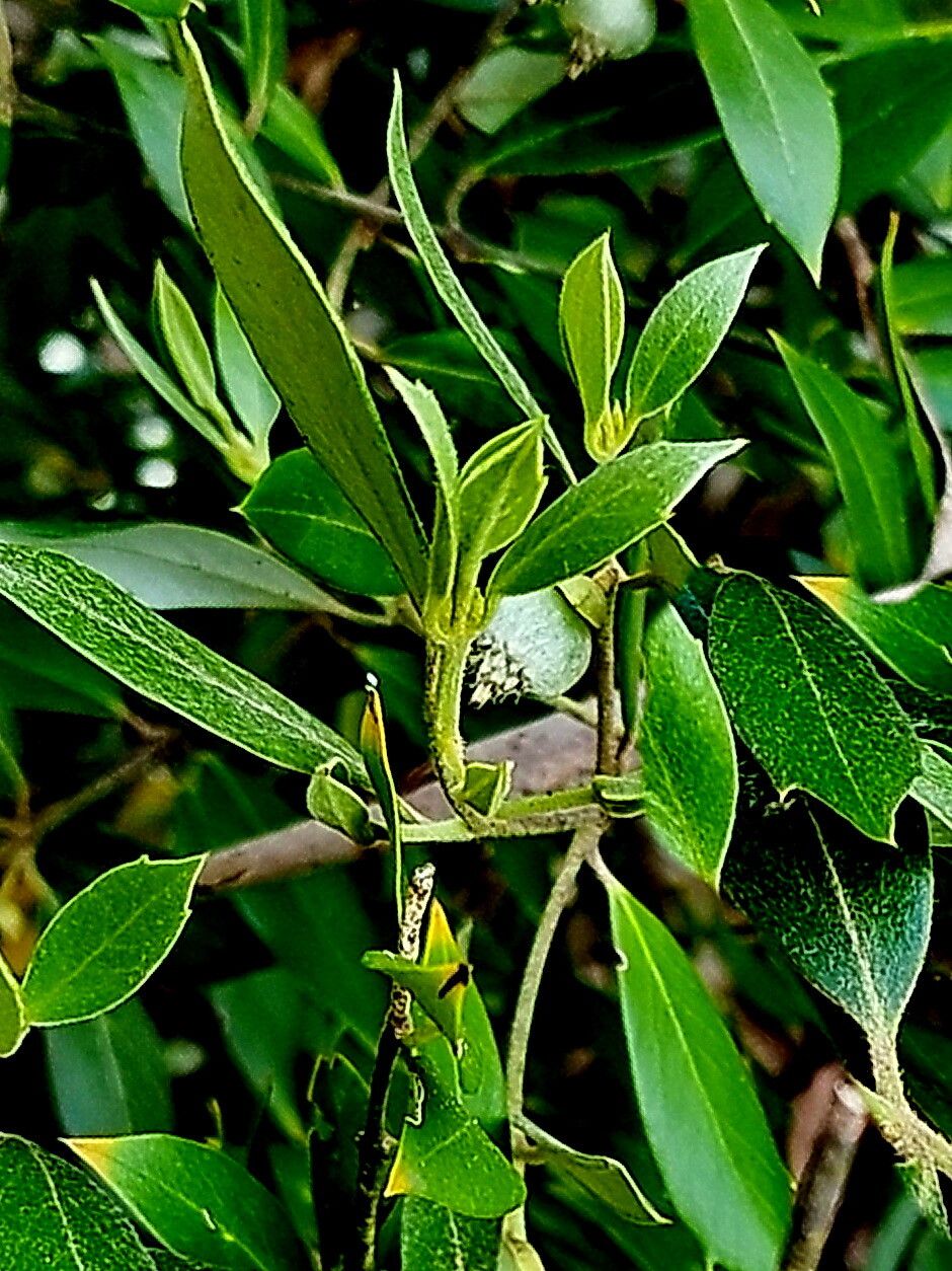 Atherosperma moschatum — search result for 'Sassafras'