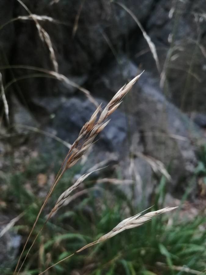 Piptatherum paradoxum flower