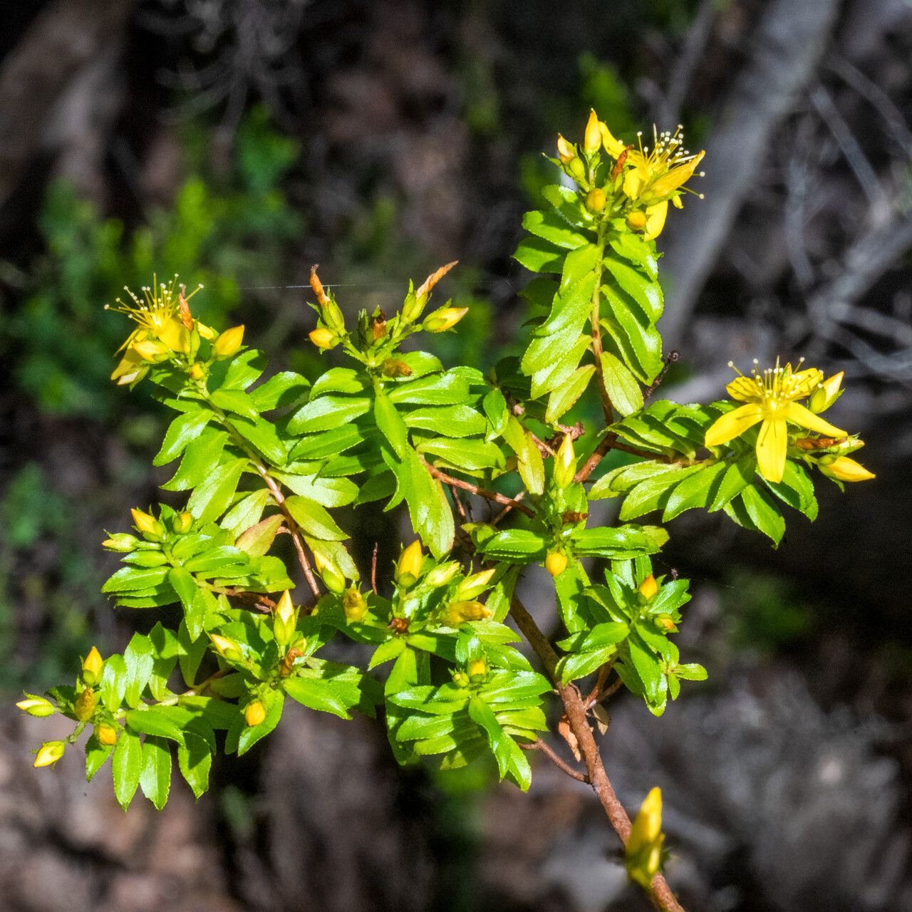 Hypericum glandulosum habit