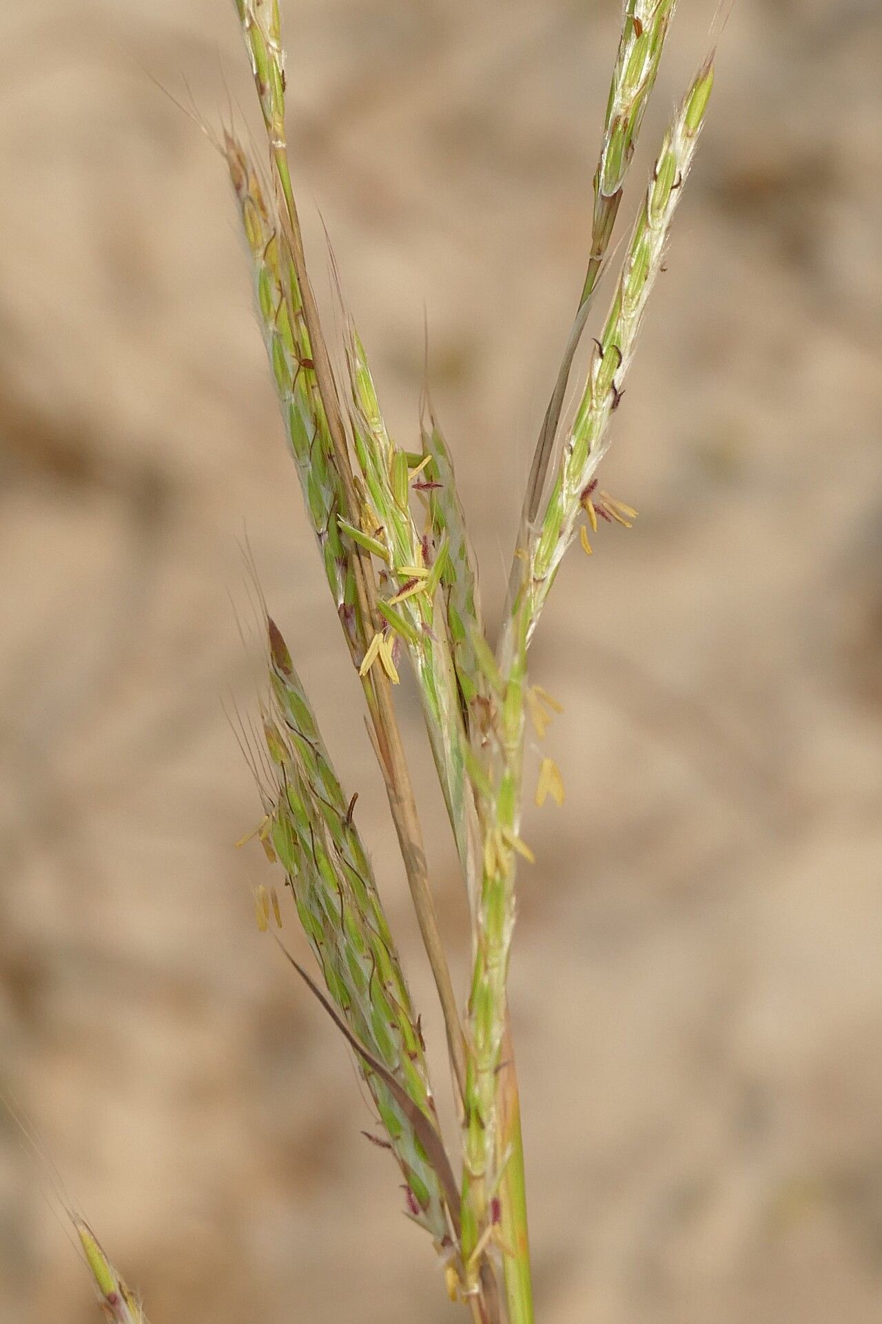 Andropogon gayanus flower