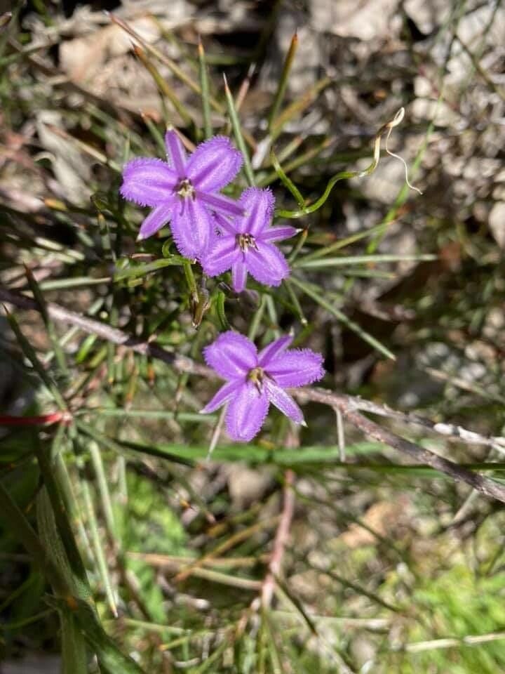 Thysanotus manglesianus — related species from the same genus