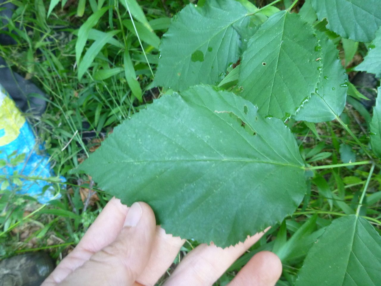 Rubus godronii leaf