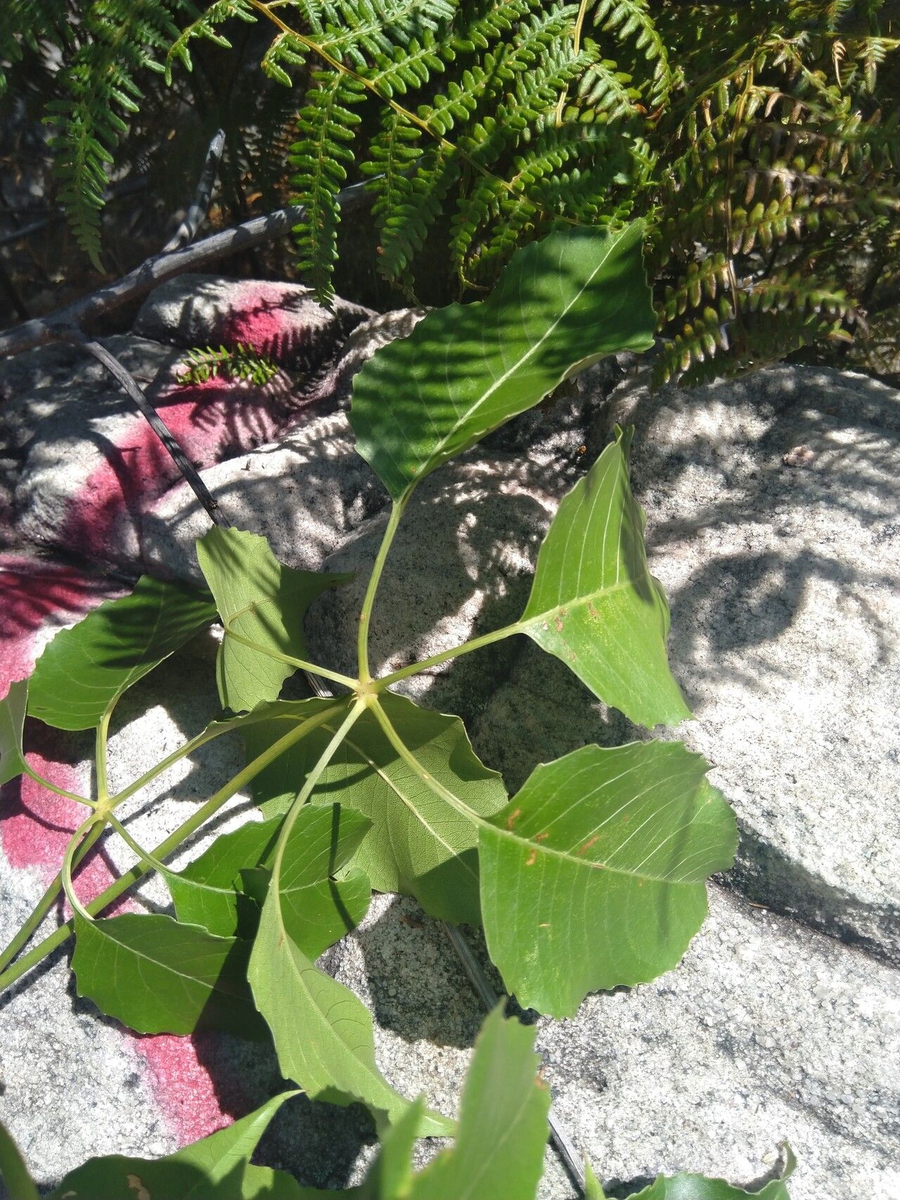 Cussonia angolensis — related species from the same genus