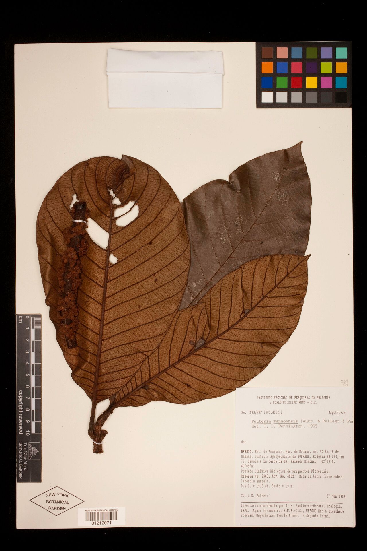 Pouteria manaosensis — houseplant care guide