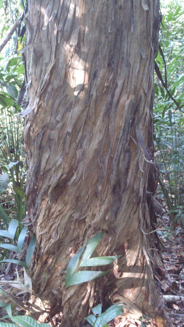 Eugenia sancarlosensis bark