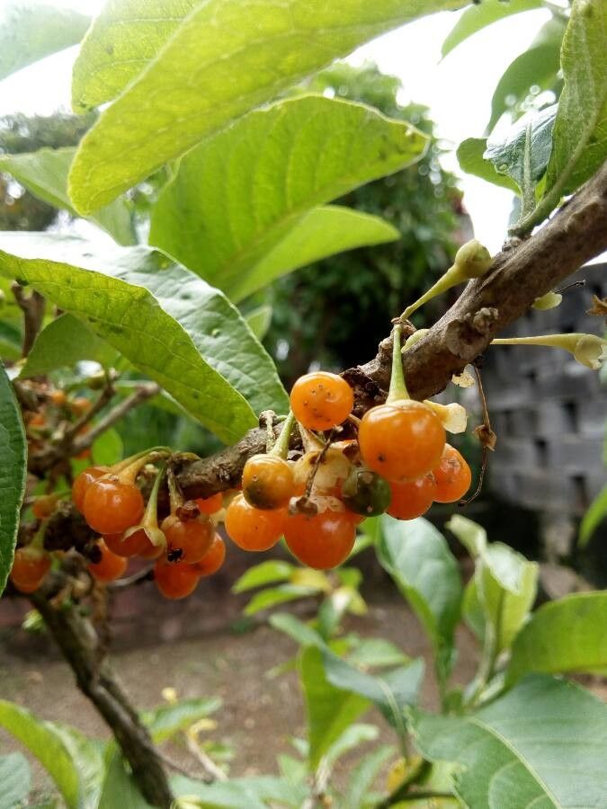 Acnistus arborescens fruit