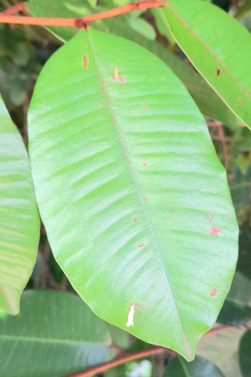 Chrysophyllum oliviforme leaf
