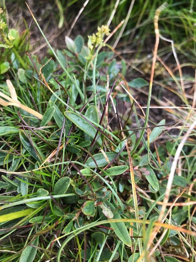 Valeriana celtica — sleep aid houseplant