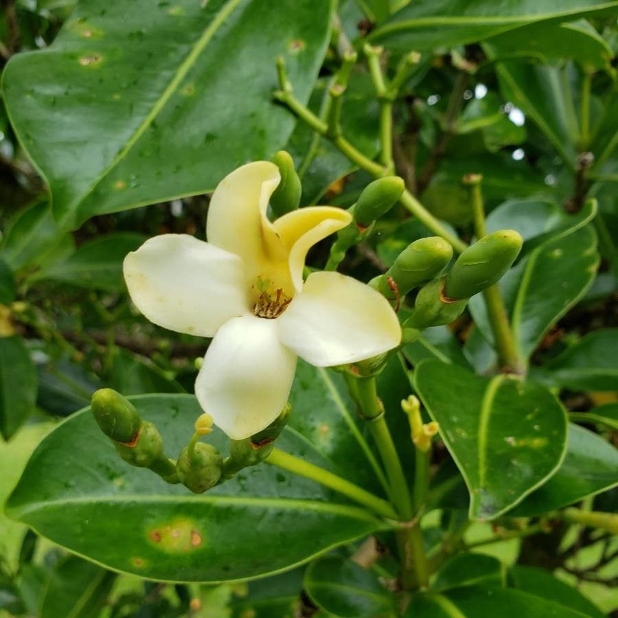 Fagraea berteroana flower
