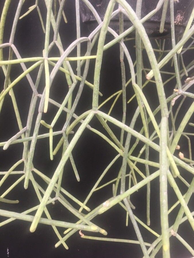 Rhipsalis neves-armondii — search result for 'Rhipsalis'