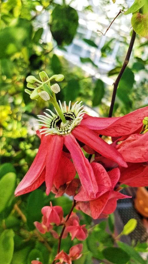 Passiflora racemosa flower