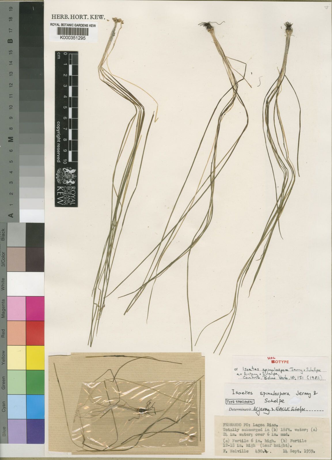 Isoetes spinulospora — search result for 'Isoetes'