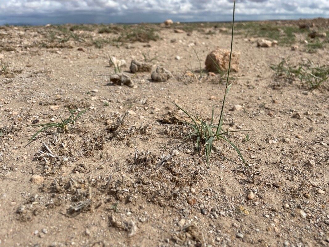 Sporobolus spicatus habit