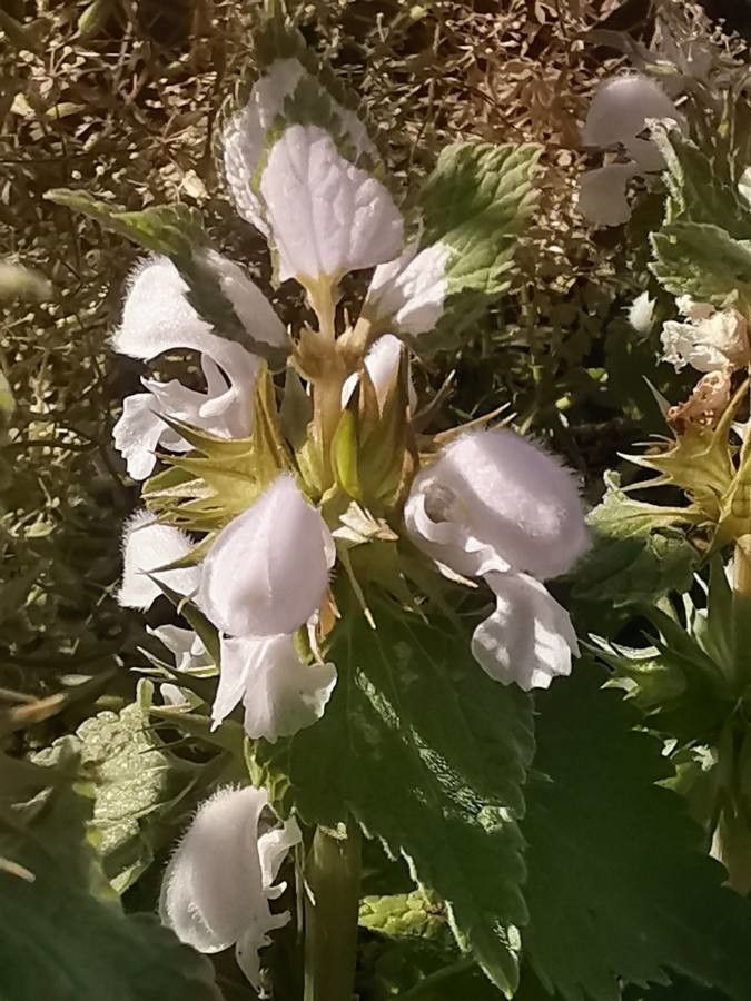 Lamium moschatum flower