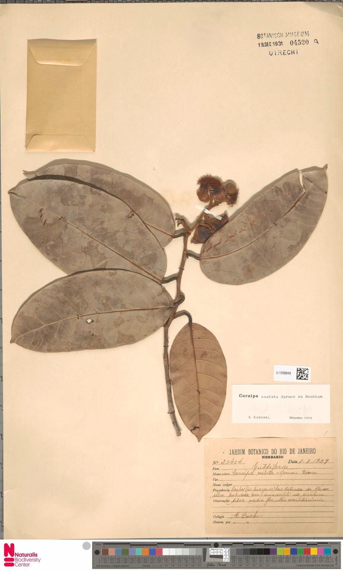 Caraipa costata fruit