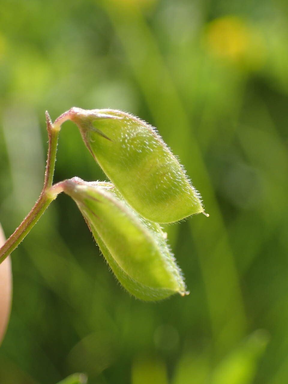 Vicia hirsuta fruit
