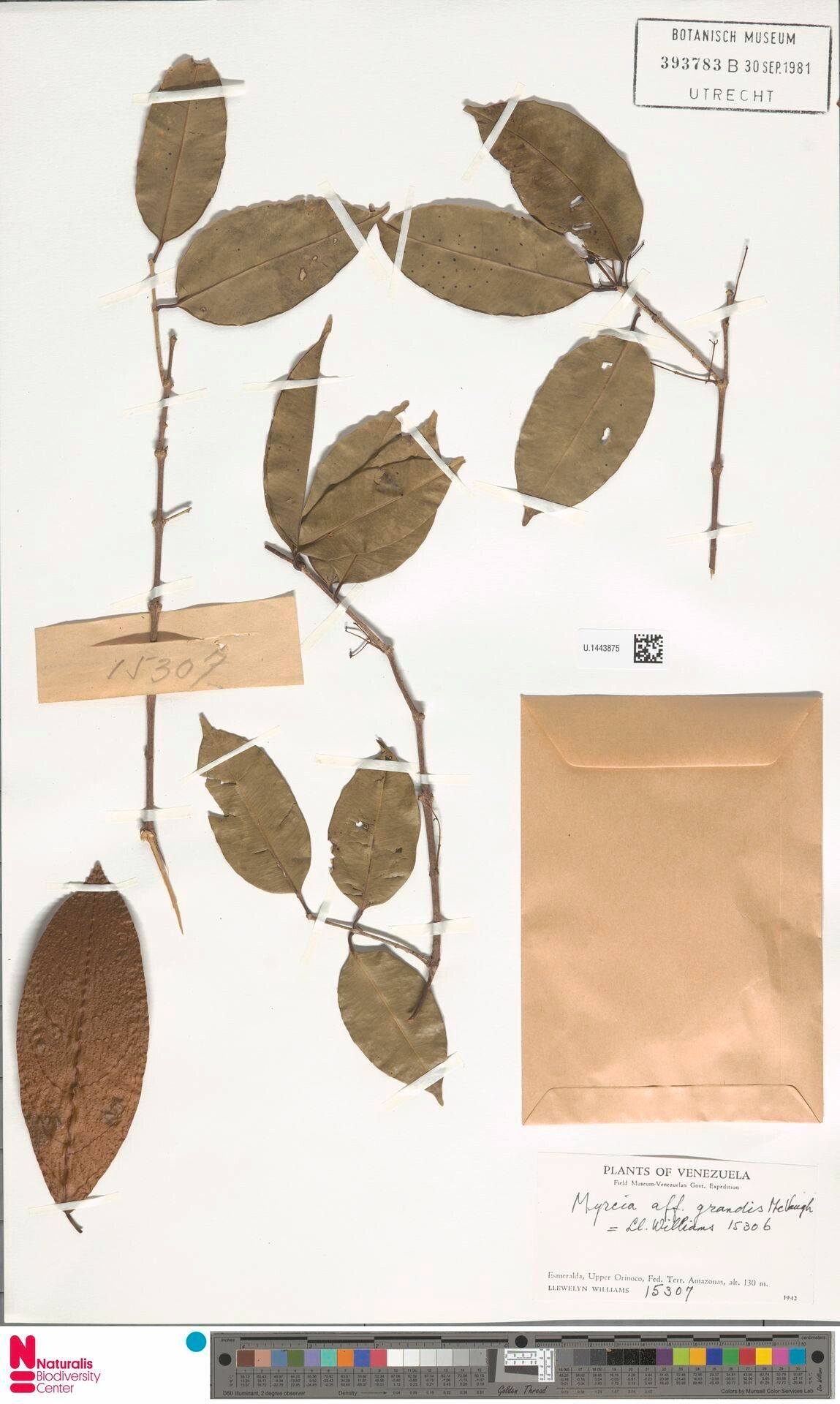 Myrcia grandis fruit