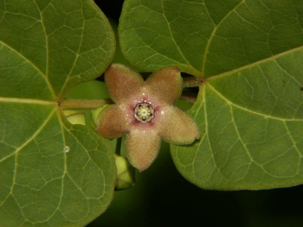 Leichhardtia racemosa — houseplant care guide