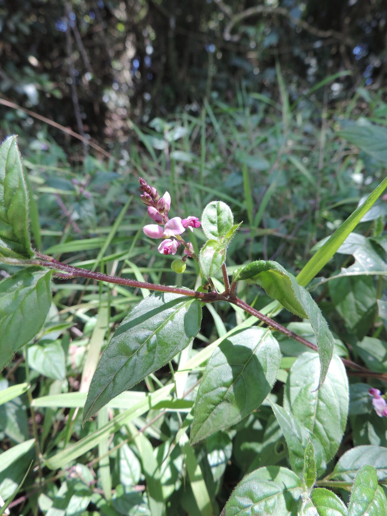 Polygala engleri flower