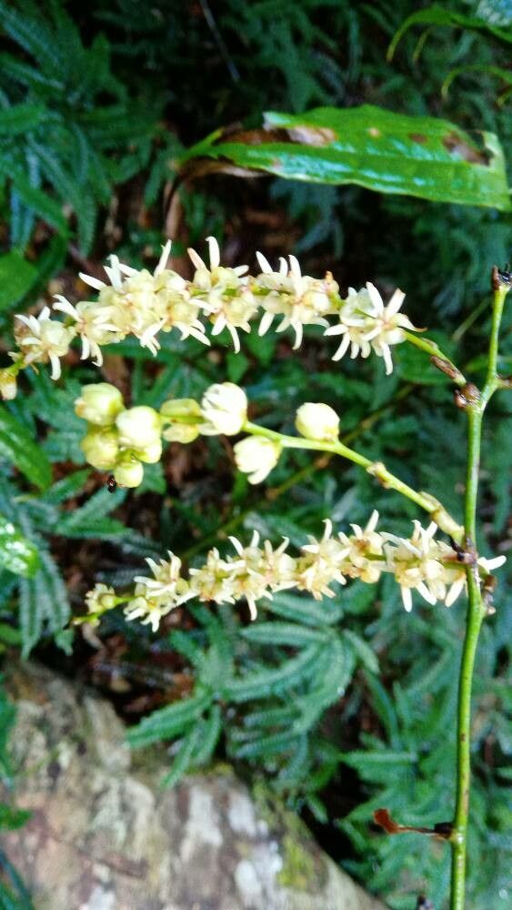 Ripogonum discolor flower